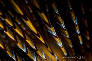 graphic lines #2 by Marco Gargiulo 